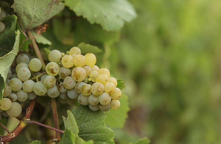 Raisin des fruitières vinicoles d'Arbois pour la confection du vin jaune à la carte automne hiver