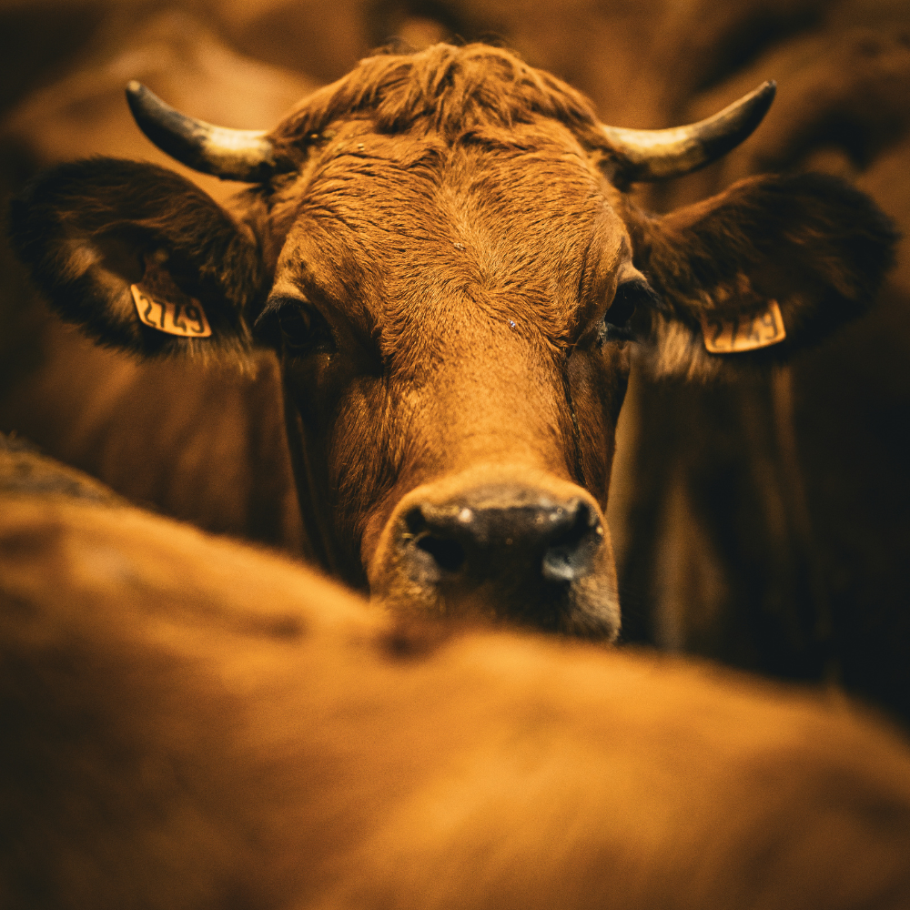 Terroir Savoie - Basilic & Co