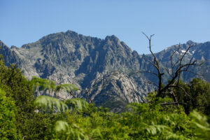 Road trip producteurs Corse Basilic & Co